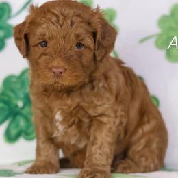 Ash - Caramel red female Australian Labradoodle puppy in Redding, California from Shasta Royal Monroe Puppies