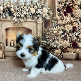 AKC Leo 3300 - Black tan and white male Biewer Terrier puppy in Nicholls, Georgia from Southeast Biewers