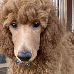 Flash - Red  Poodle puppy in Dripping Springs, Texas from Petras Poodle Pharm Atx