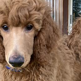 Flash - Red  Poodle puppy in Dripping Springs, Texas from Petras Poodle Pharm Atx