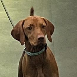 Vizslas from Bravo! Vizslas