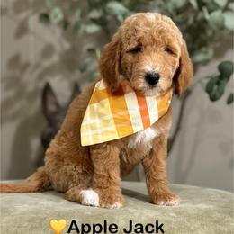 Applejack- Yellow - Apricot female Goldendoodle puppy in Bay City, Texas from Charming Doods Goldendoodles