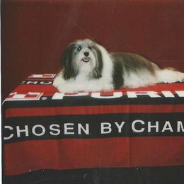 Tapscott B.I.S. Havanese breeder of Havanese
