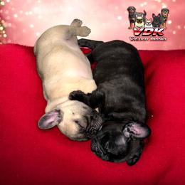French Bulldog and Rottweiler Puppies from Von Darr Kennels