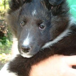 Bulldog and Shetland Sheepdog Puppies from Smooch-A-Bulls English Bulldogs & M&M Shelties