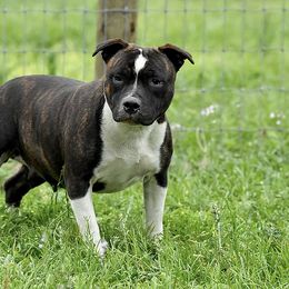 Staffordshire Bull Terrier All Grown Up from Coalminer's Kennel