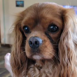 Ruben - Cavalier King Charles Spaniel