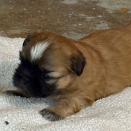 Shih Tzu Puppies from shihtzudynasty Pings Dynasty