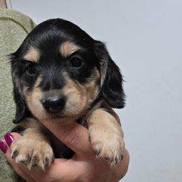 Black and Cream Girl - Black and cream female Dachshund puppy in Choctaw, Oklahoma from TS Performance Horses & Dachshunds