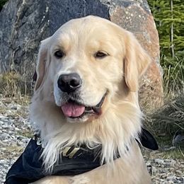 Aiyana - Golden Retriever