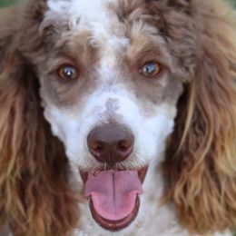 Cockapoos and Poodles from The Redbud Roost
