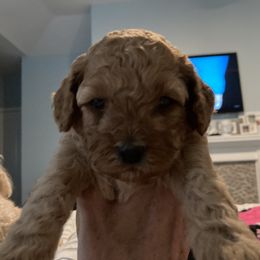 Cockapoo Puppies from Martin's Cockapoos