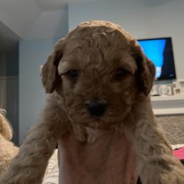 Cockapoo Puppies from Martin's Cockapoos