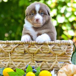 Australian Shepherd Puppies from CherryCove Aussies