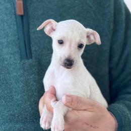 Boy 2 - Cream male Italian Greyhound puppy in Sugar Valley, Georgia from Pinnacle Farm and Kennel