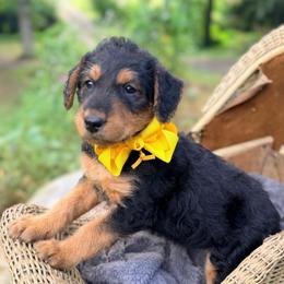 Penny aka Miss Yellow - Black and tan female Airedale Terrier puppy in Mooresville, North Carolina from Farm 55