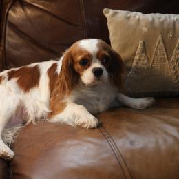 Birdie - Cavalier King Charles Spaniel