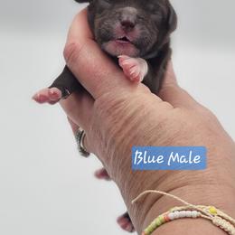 Blue Male - Brown and white male Cockapoo puppy in Mocksville, North Carolina from Hunting Creek Farm & Kennel