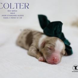 Colter- Red Merle Male - Red merle male Australian Shepherd puppy in Nacogdoches, Texas from TK Standard, Mini, & Toy Aussies