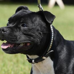 Staffordshire Bull Terriers from Equinox Staffords