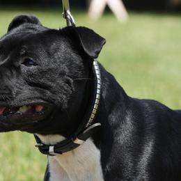 Staffordshire Bull Terriers from Equinox Staffords