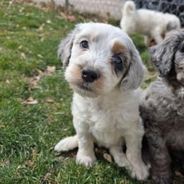 Wanda - Merle female Bernedoodle puppy in Blackfoot, Idaho from Draper Mountain Doodles
