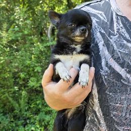 Minnie Mike - Chihuahua