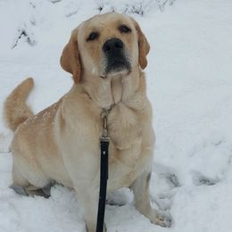 Zeke - Labrador Retriever