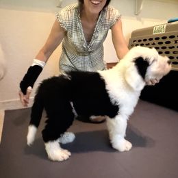 Old English Sheepdog All Grown Up from Cotufas