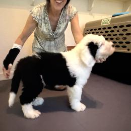 Old English Sheepdog All Grown Up from Cotufas