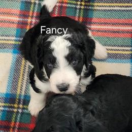Yellow collar fancy - Black and white female Bernedoodle puppy in Fairmount, Indiana from Capens' Doodles,Poodles and Poo's
