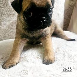 Manon - Fawn female Pug puppy in Dexter, Kansas from Beautiful pugs