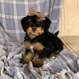 Biscayne - Tri-color female Bernedoodle puppy in Sweetwater, Florida from Sandy Snout Doodles