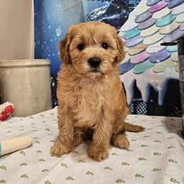 Aussiedoodle, Cavapoo, and Poodle Puppies from Perkins Pups