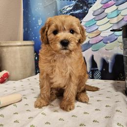 Aussiedoodle, Cavapoo, and Poodle Puppies from Perkins Pups