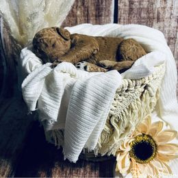 Goldendoodle Puppies from Zany Doodlez