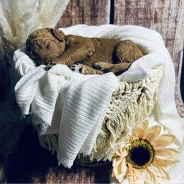Goldendoodle Puppies from Zany Doodlez