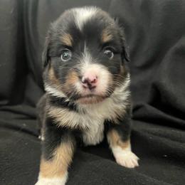 Girl 2 - Black tri female Miniature Australian Shepherd puppy in Lubbock, Texas from Reveille awesome aussies