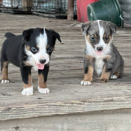 Australian Cattle Dog, Australian Shepherd, Companion Cross, and Miniature Australian Shepherd Puppies from MK Aussies