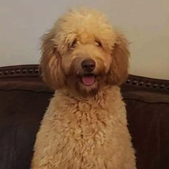 Bearded Retrievers from Georgia Doodle Dogs