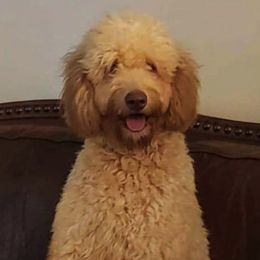 Bearded Retrievers from Georgia Doodle Dogs