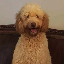 Bearded Retrievers from Georgia Doodle Dogs
