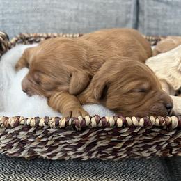 Goldendoodle Puppies from Mini Goldendoodles of New England