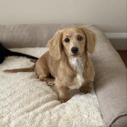 Clover - Cream female Dachshund puppy in Tyner, Kentucky from Lil’ Town Aussies