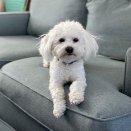 Captain - Coton de Tulear
