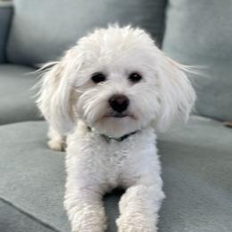 Captain - Coton de Tulear