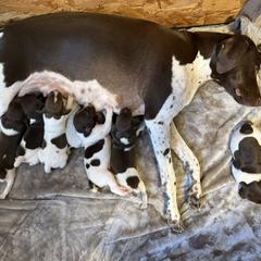German Shorthaired Pointer Puppies from Stellar GSPs