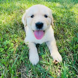 Black - Golden male Golden Retriever puppy in Harrisburg, North Carolina from Bunn Ranch Goldens & Bernese