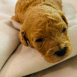 Ginger - Apricot and white female Cavachon puppy in Natural Bridge, Virginia from Rockbridge Puppies