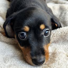 Blk Wire Girl - Black and tan female Dachshund puppy in Fieldbrook, California from Honeydox Miniature Dachshunds